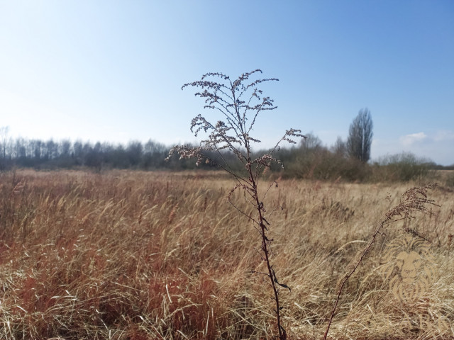 Działka budowlana 900 m2 z WZ Mierzyn